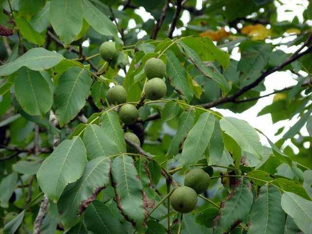 Juglans_regia