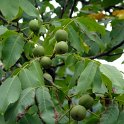 Juglans_regia