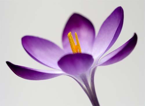 Crocus-image