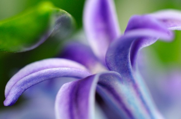 Hyacinthus-image
