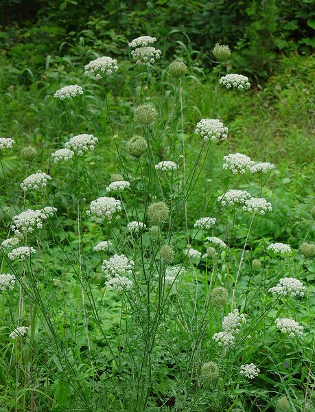 Daucus_carota