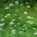 Daucus_carota