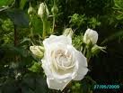 R_Annapurna_DM08