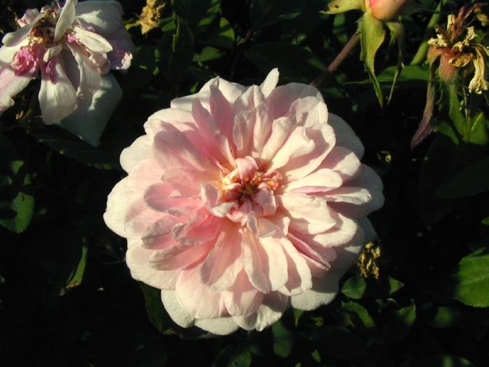 R_Bloomfield_Abundance_DM06
