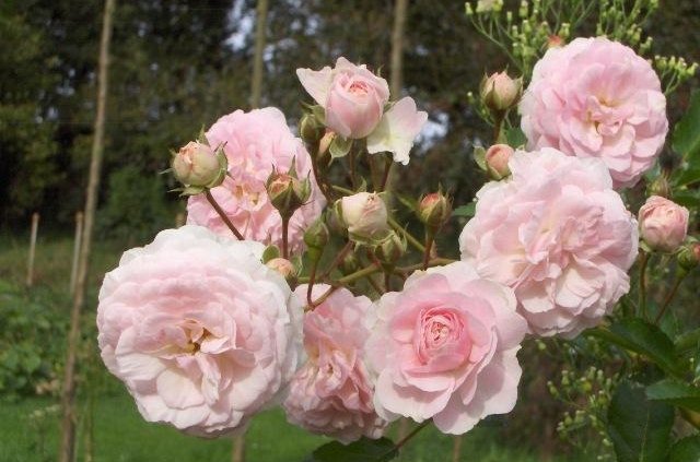 R_Pink-Prosperity_CM05