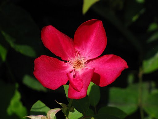 R_chinensis_Sanguinea_CM01