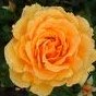 R_Amber_Queen_DM09
