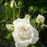 R_Annapurna_DM08