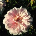 R_Bloomfield_Abundance_DM06