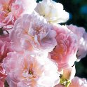 R_Blush-Noisette_DM06