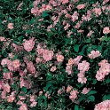 R_Castor_DM06