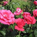 R_Crepe_de_Chine_DM01