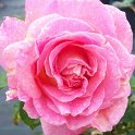 R_Elle_DM05