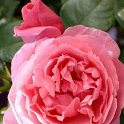 R_Line_Renaud_CM03