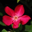 R_chinensis_Sanguinea_CM01